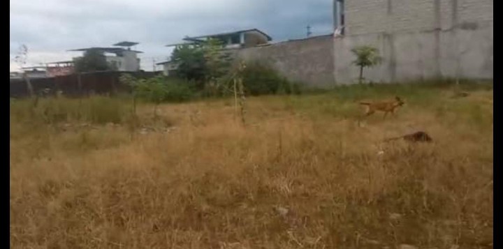 5 lotes de terrenos en La Maná,  provincia de Los Rios